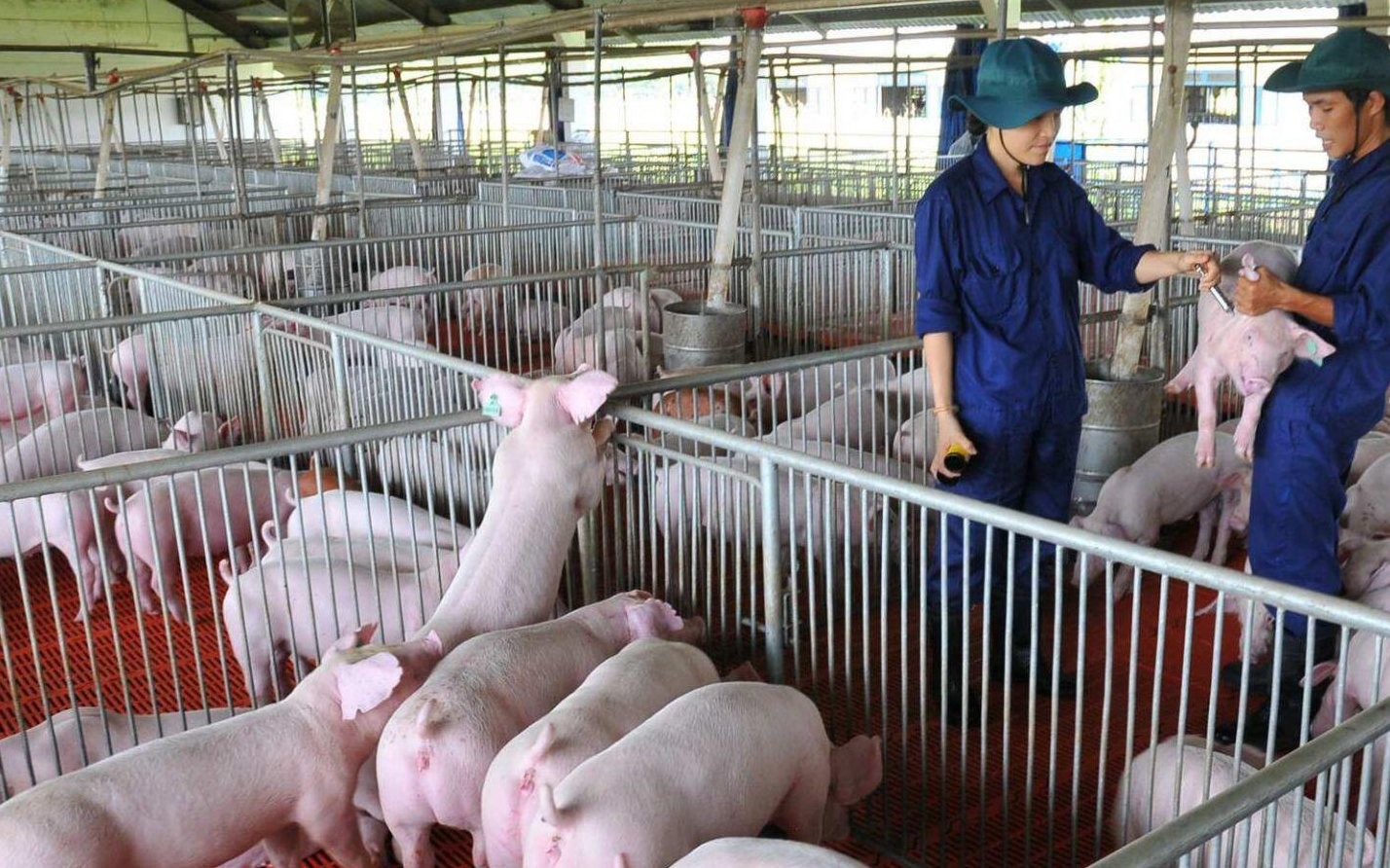 Giá lợn hơi ngày 10/7: Chưa biến động, cao nhất vẫn 67.000 đồng