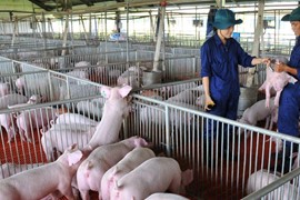 Giá lợn hơi ngày 10/7: Chưa biến động, cao nhất vẫn 67.000 đồng