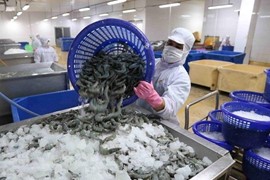 Xuất khẩu tôm dự báo lạc quan từ quý 3/2023