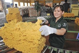 Thế giới vẫn có nhu cầu lớn về cao su tự nhiên, dự báo thị trường sẽ ổn định hơn trong năm sau