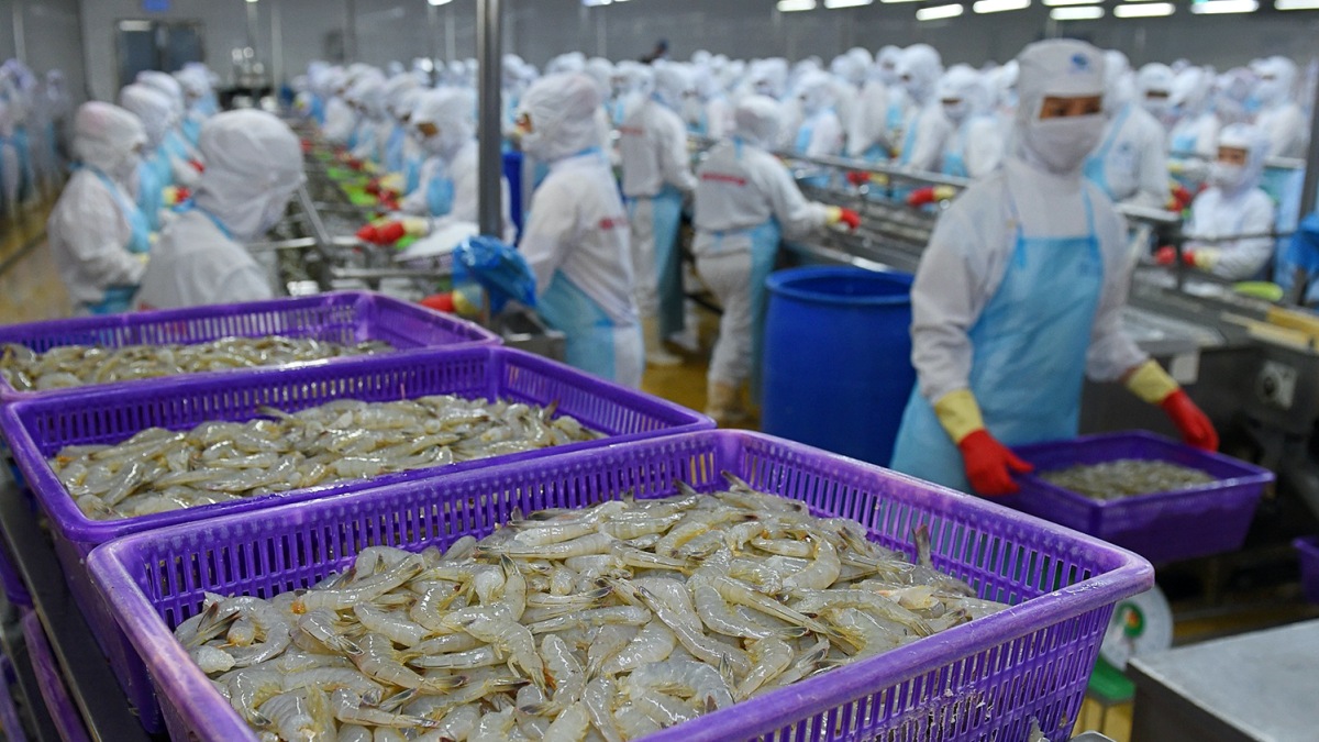 Xuất khẩu tôm Việt Nam phục hồi