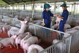Giá lợn hơi ngày 18/7: Phiên thứ 3 chững giá