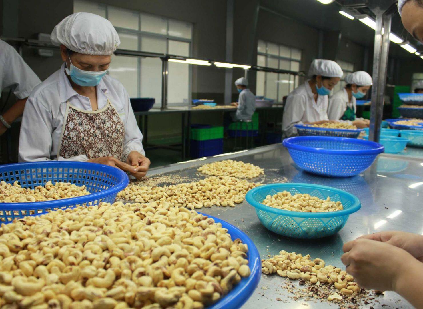 xuất khẩu điều