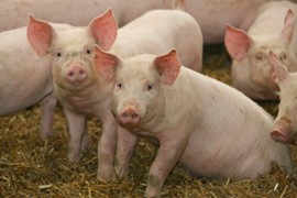 Giá lợn hơi ngày 19/7: Biến động trái chiều tại các vùng miền