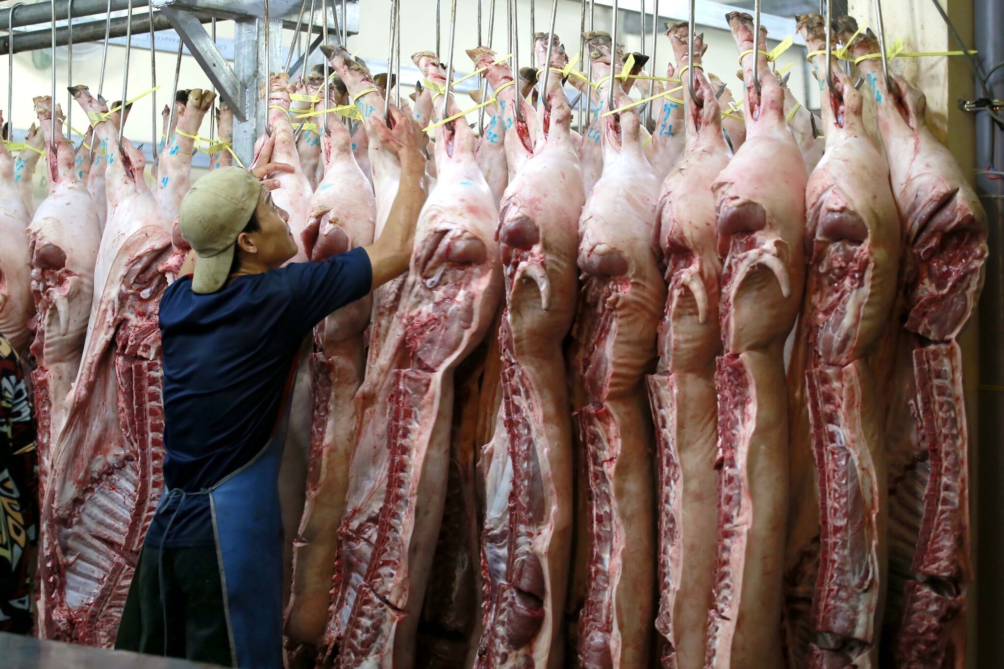 Giá lợn hơi ngày 24/7: Không biến động phiên đầu tuần