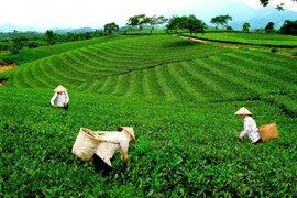 Nông nghiệp Thái Nguyên ghi nhận nhiều điểm sáng trong bức tranh 6 tháng