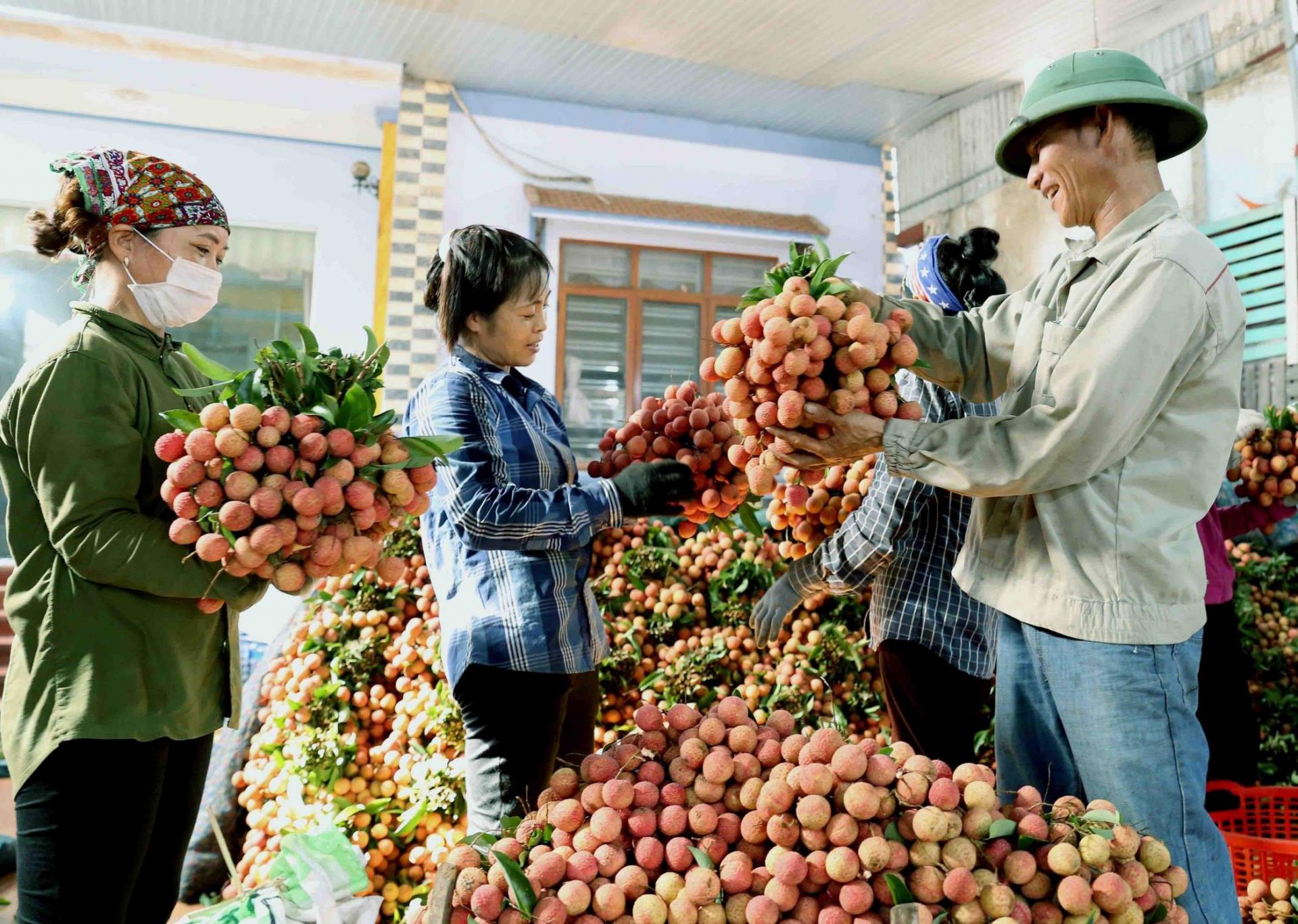 Mở rộng thị trường xuất khẩu vải thiều thông qua “cầu nối” Thương vụ
