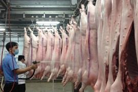Giá lợn hơi ngày 6/7: Tiếp tục tăng trên cả nước