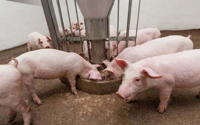 Giá lợn hơi ngày 7/7: Đi ngang sau nhiều ngày giá tăng