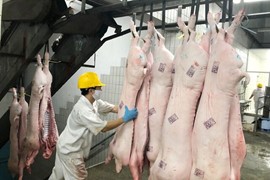 Giá lợn hơi ngày 9/7: Phiên thứ 3 chững giá