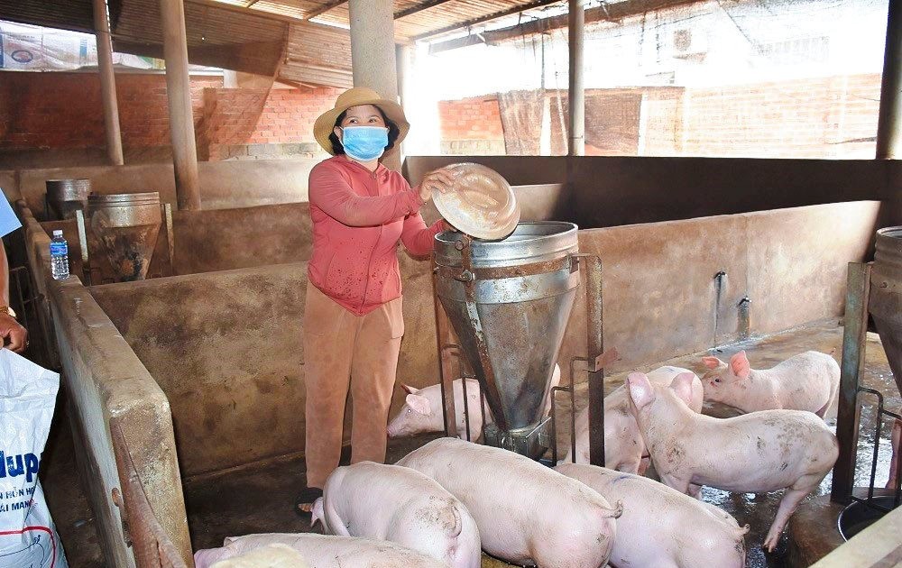 Giá lợn hơi ngày 1/8: Phiên thứ 3 đứng giá trên diện rộng