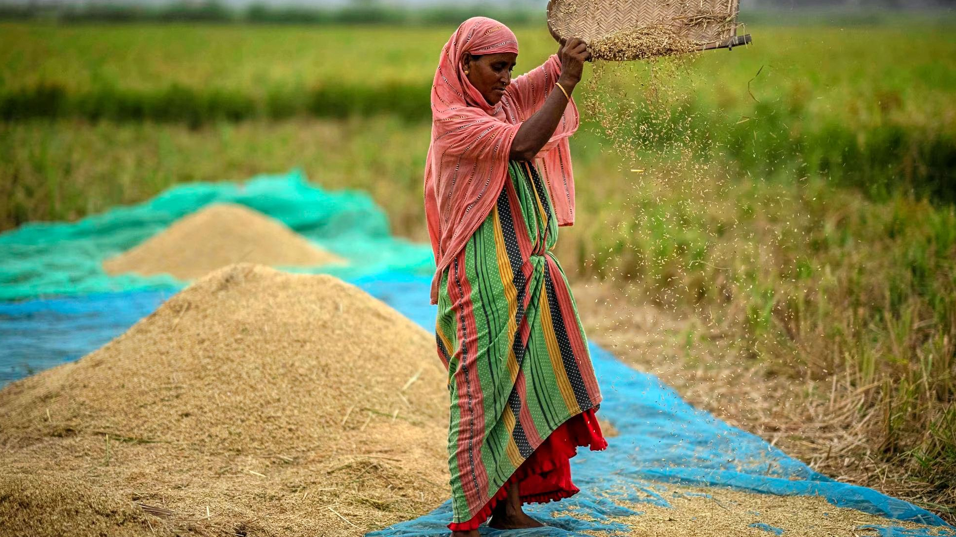 Ấn Độ có thể sớm bỏ lệnh cấm xuất khẩu gạo