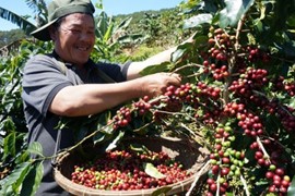 Sản xuất cà phê sẵn sàng đáp ứng yêu cầu mới của EU
