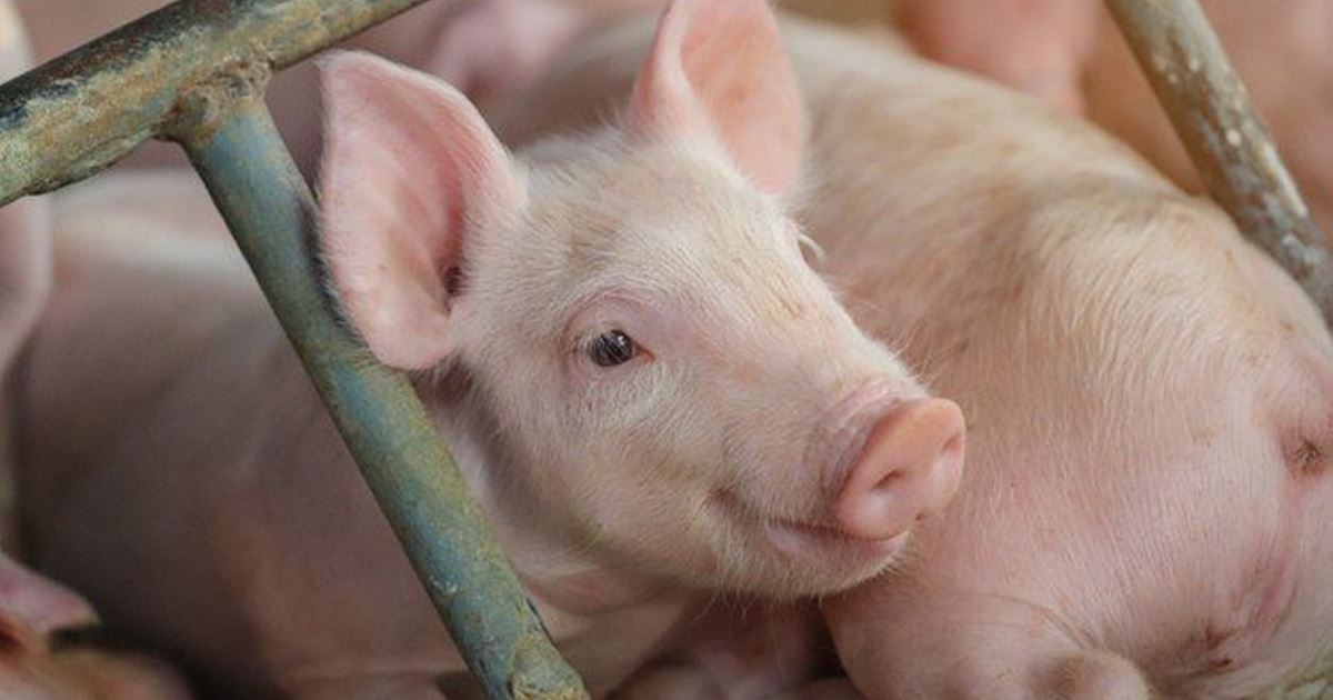 Giá lợn hơi ngày 11/8: Chưa thể vượt ngưỡng 65.000 đồng