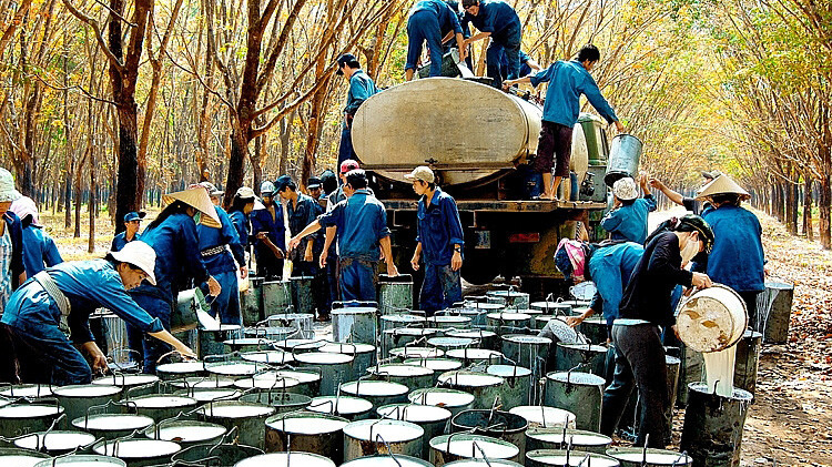 Xuất khẩu cao su tháng 7 đạt mức cao nhất từ đầu năm