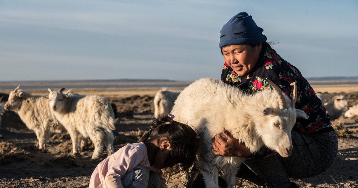 Len cashmere: Hướng đi mới nào cho ngành xuất khẩu hàng đầu của Mông Cổ