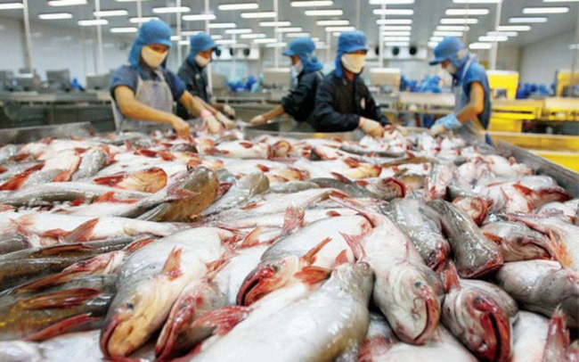 Xuất khẩu cá tra sang thị trường ngách đang là "điểm sáng"