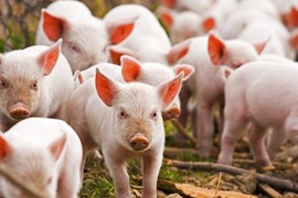 Giá lợn hơi ngày 4/8: Đi ngang trên diện rộng