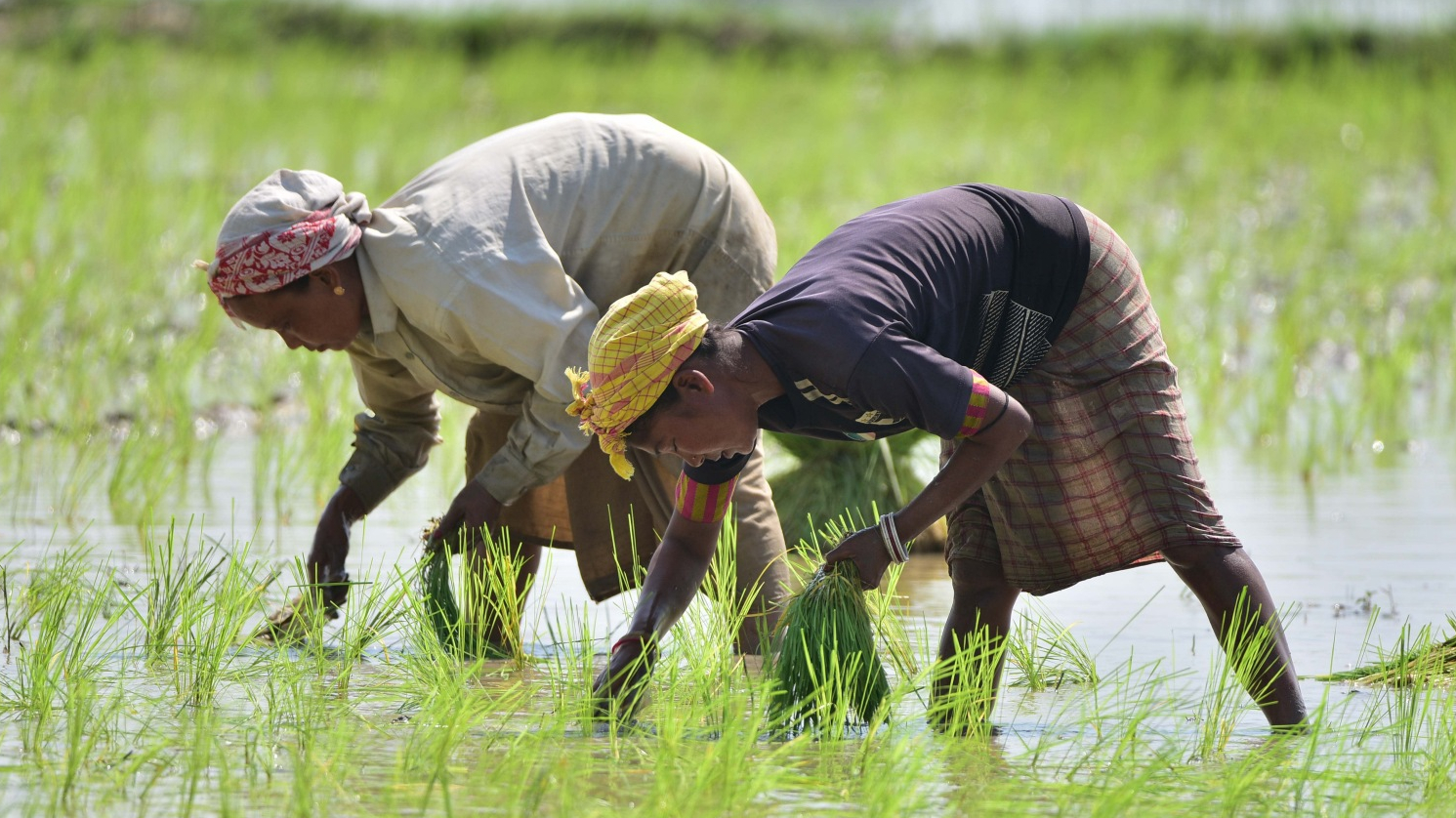 Dự trữ gạo đang cao gấp 3 lần mục tiêu, Ấn Độ có thể xuất khẩu gạo trở lại?