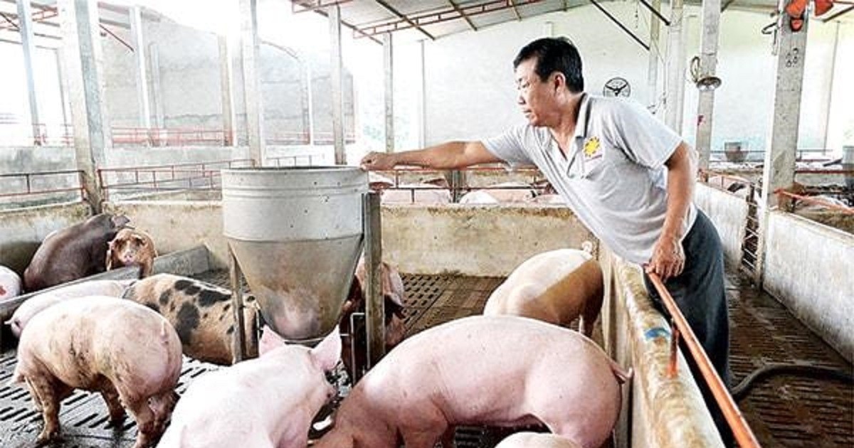 Giá lợn hơi ngày 6/8: Không biến động phiên cuối tuần