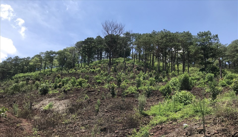 Lâm Đồng yêu cầu Công ty Cao su Bảo Lâm giải trình 85,36 ha rừng bị mất