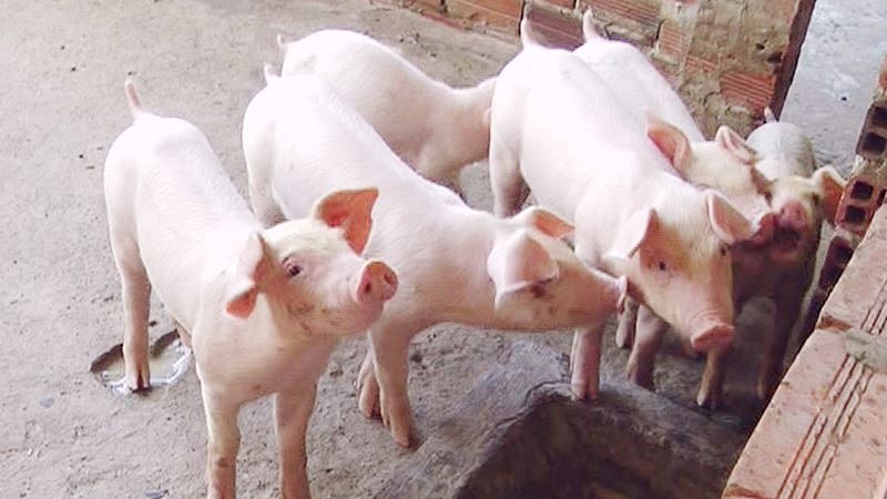 Giá lợn hơi ngày 8/8: Miền Bắc ghi nhận mức tăng cao