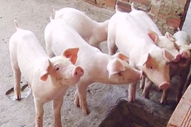 Giá lợn hơi ngày 8/8: Miền Bắc ghi nhận mức tăng cao