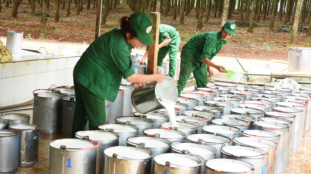 Xuất khẩu cao su tăng về lượng nhưng giảm về trị giá