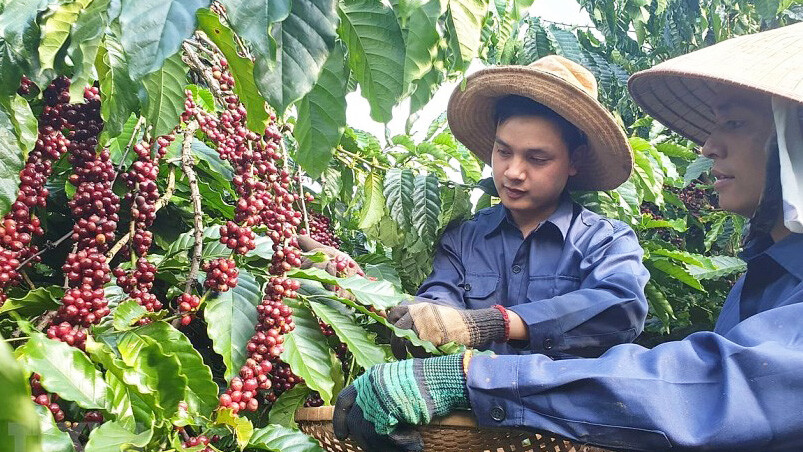 Vượt Colombia, Việt Nam trở thành nguồn cung cà phê lớn thứ 2 cho New Zealand