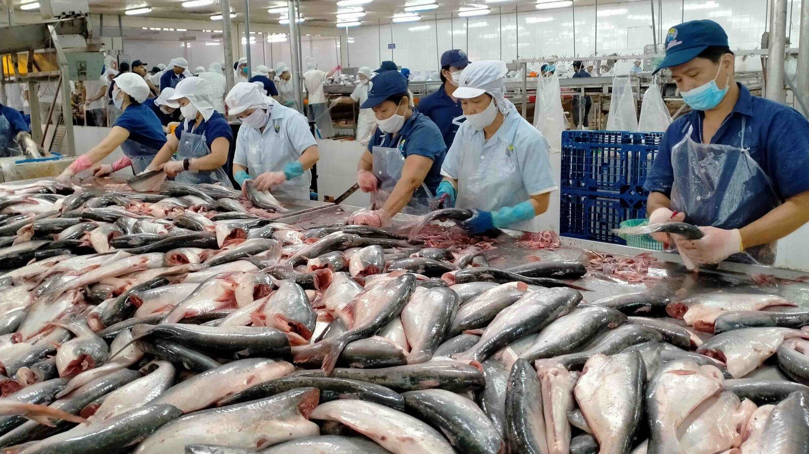 Xuất khẩu cá tra Việt Nam dự báo đạt kim ngạch 1,77 tỷ USD trong năm 2023