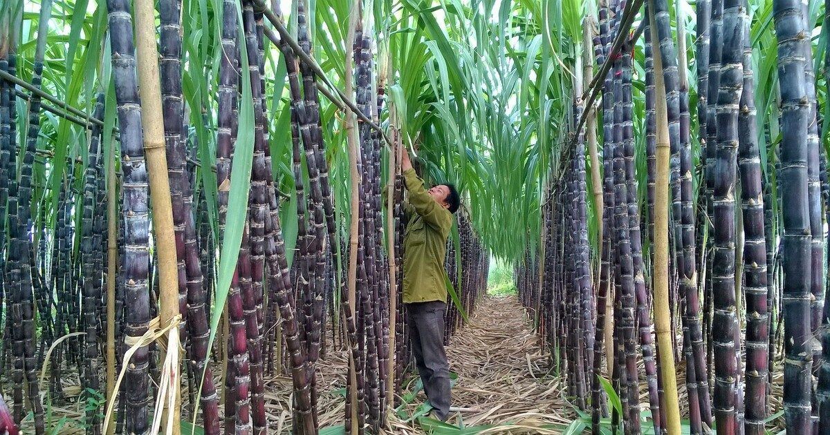 Mía đường Sơn La trả cổ tức khủng, 150% bằng tiền mặt