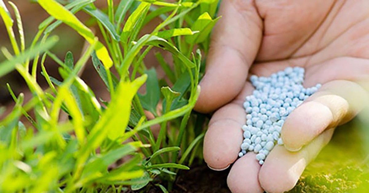 Cổ phiếu phân bón tăng rực rỡ sau thông tin Trung Quốc hạn chế xuất khẩu phân ure